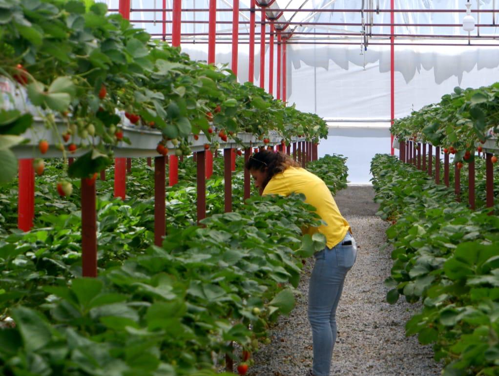 Nilgün Öz Ünsel tending to her strawberries. © Ece Çolak